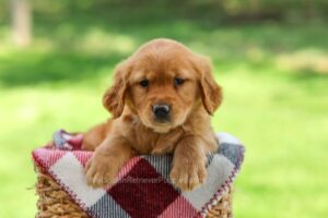 Elsa Image of Elsa, a Golden Retriever puppy