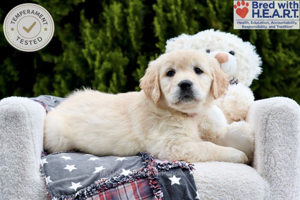Emma Image of Emma, a Golden Retriever puppy