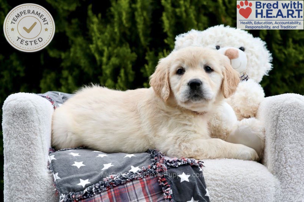 Emma Image of Emma, a Golden Retriever puppy