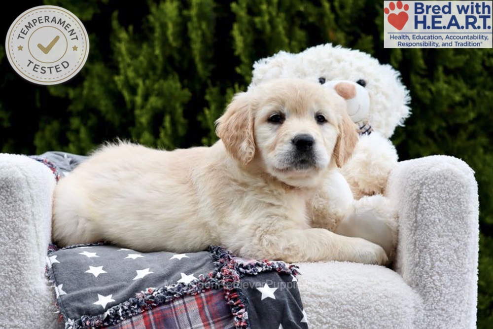 Emma Image of Emma, a Golden Retriever puppy