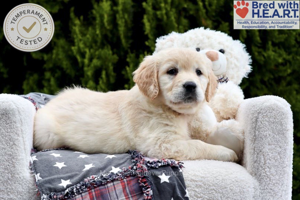 Emma Image of Emma, a Golden Retriever puppy