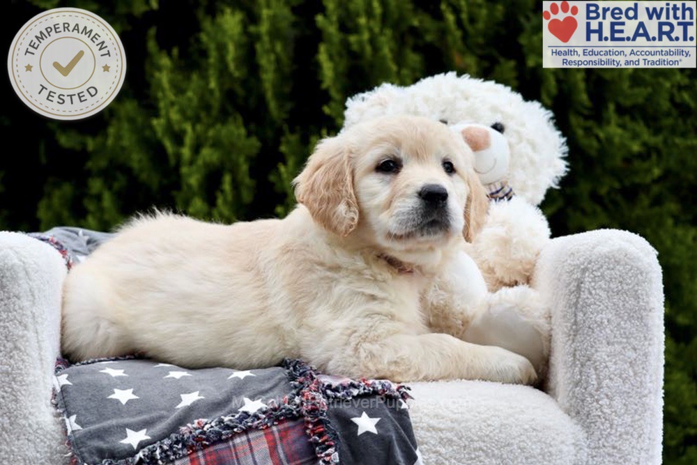 Emma Image of Emma, a Golden Retriever puppy