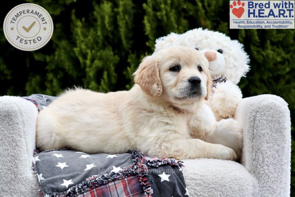 Emma Image of Emma, a Golden Retriever puppy