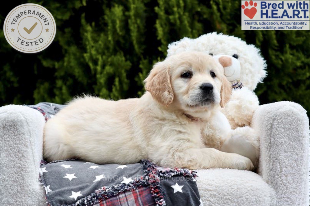Emma Image of Emma, a Golden Retriever puppy