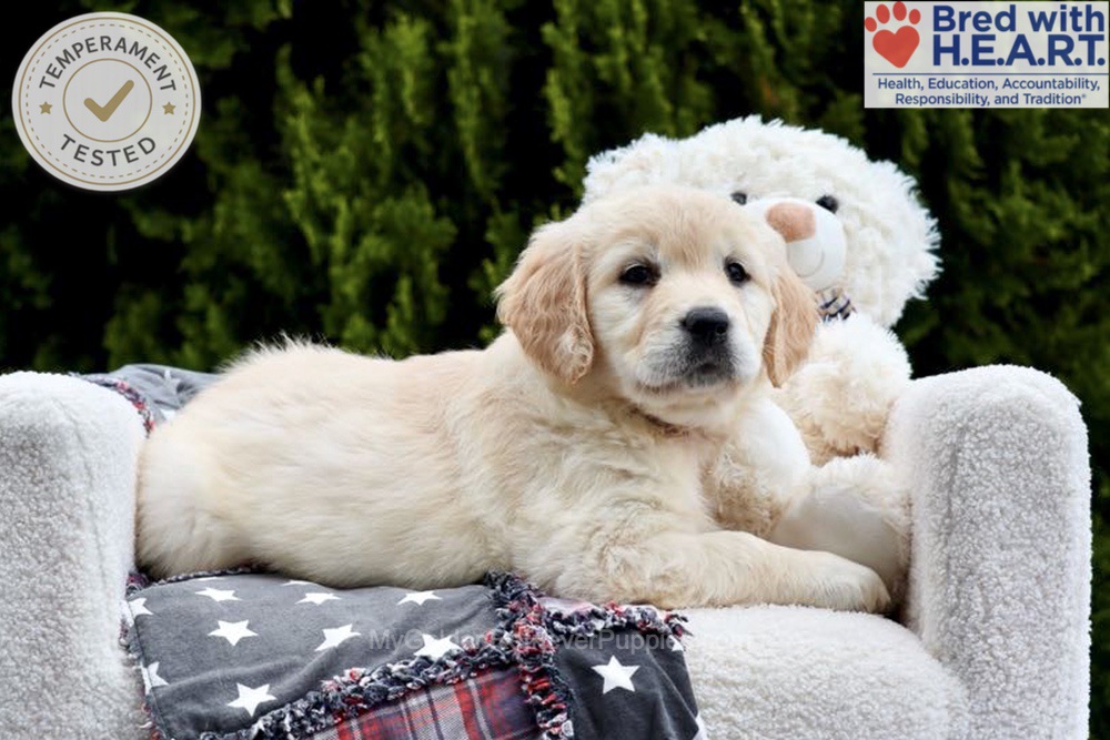 Emma Image of Emma, a Golden Retriever puppy