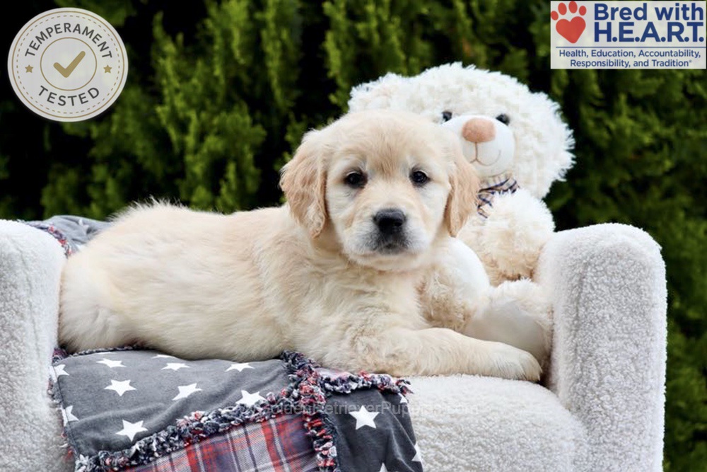 Emma Image of Emma, a Golden Retriever puppy