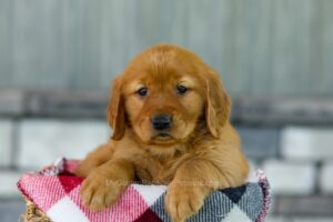Image of Faith, a Golden Retriever puppy