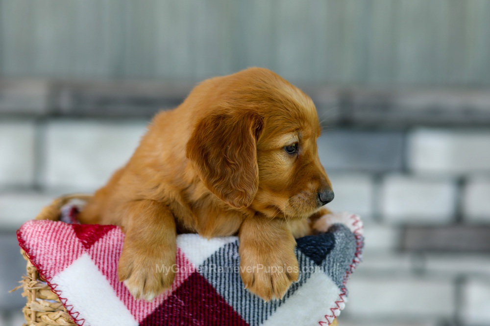 Fancy Image of Fancy, a Golden Retriever puppy