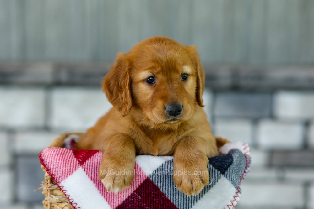 Fancy Image of Fancy, a Golden Retriever puppy