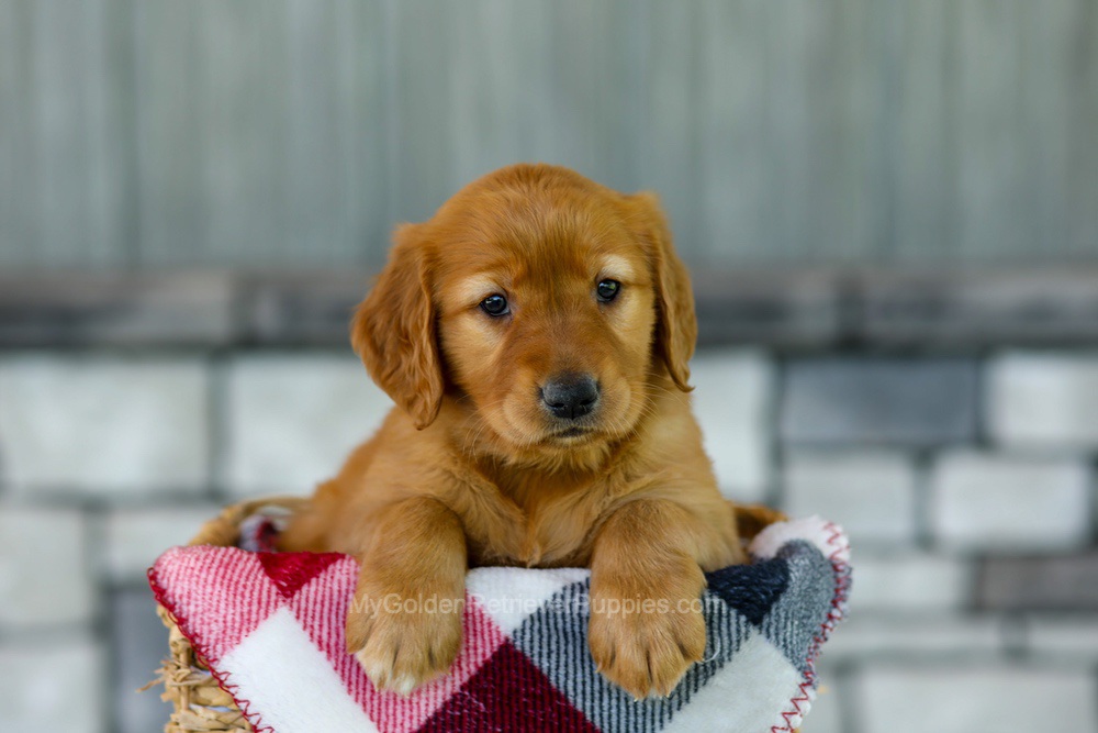 Fancy Image of Fancy, a Golden Retriever puppy