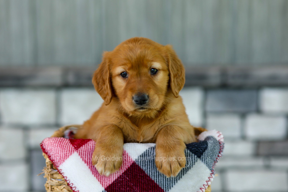 Fancy Image of Fancy, a Golden Retriever puppy