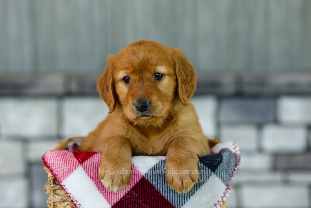 Fancy Image of Fancy, a Golden Retriever puppy