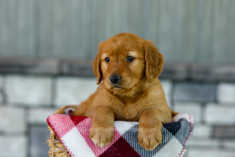 Fancy Image of Fancy, a Golden Retriever puppy