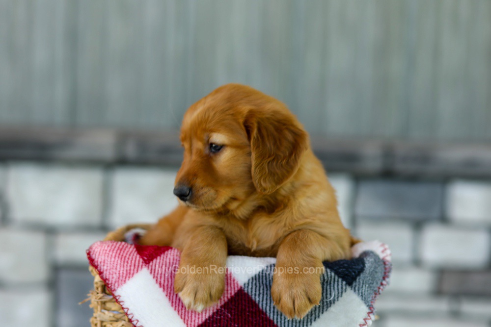 Fancy Image of Fancy, a Golden Retriever puppy