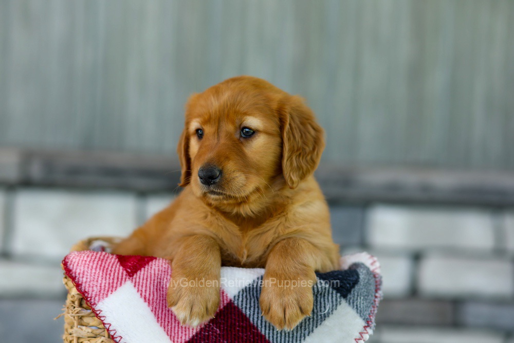 Fancy Image of Fancy, a Golden Retriever puppy