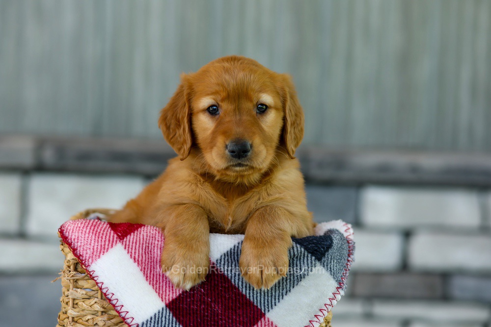 Fancy Image of Fancy, a Golden Retriever puppy