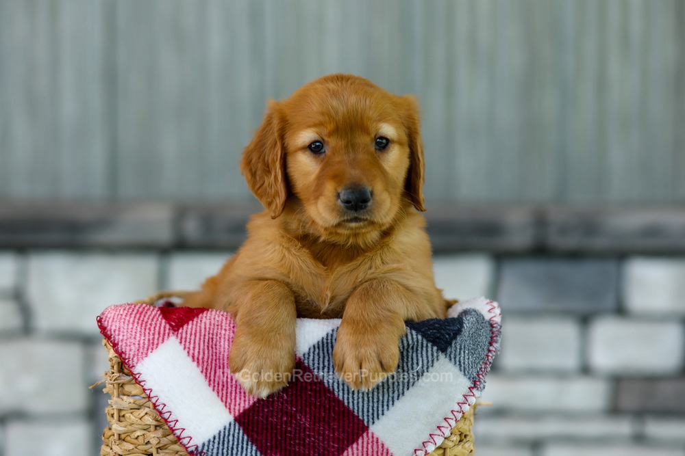 Fancy Image of Fancy, a Golden Retriever puppy