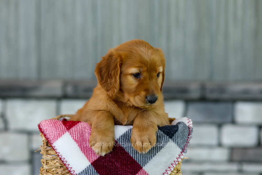 Fancy Image of Fancy, a Golden Retriever puppy