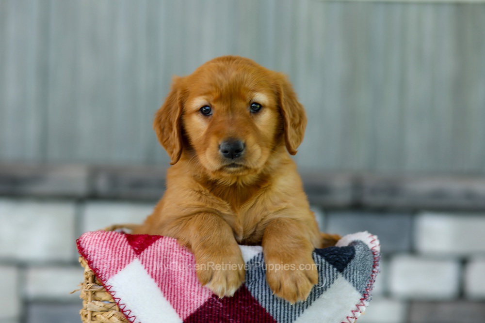 Fancy Image of Fancy, a Golden Retriever puppy