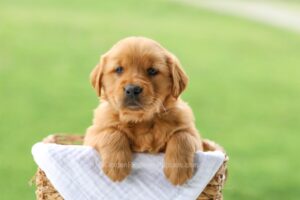 Image of Fiesta, a Golden Retriever puppy
