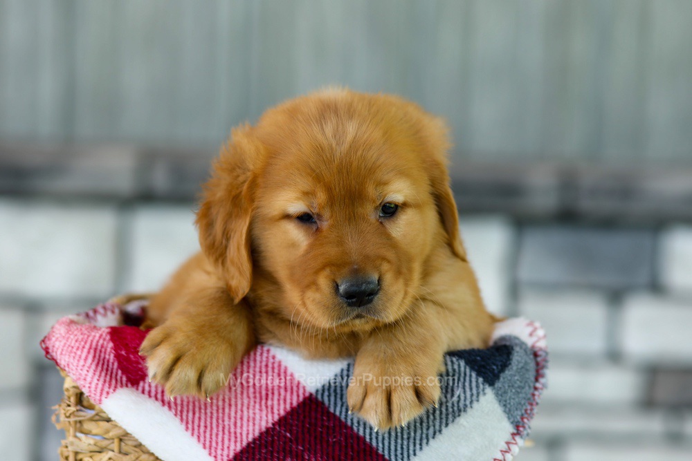 Flash Image of Flash, a Golden Retriever puppy