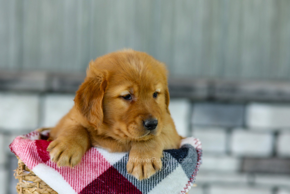 Flash Image of Flash, a Golden Retriever puppy