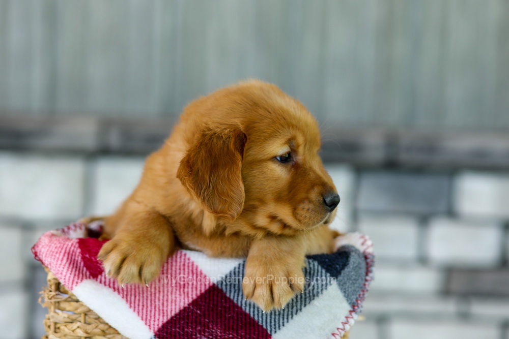 Flash Image of Flash, a Golden Retriever puppy