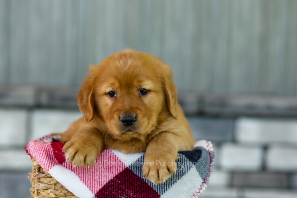 Flash Image of Flash, a Golden Retriever puppy
