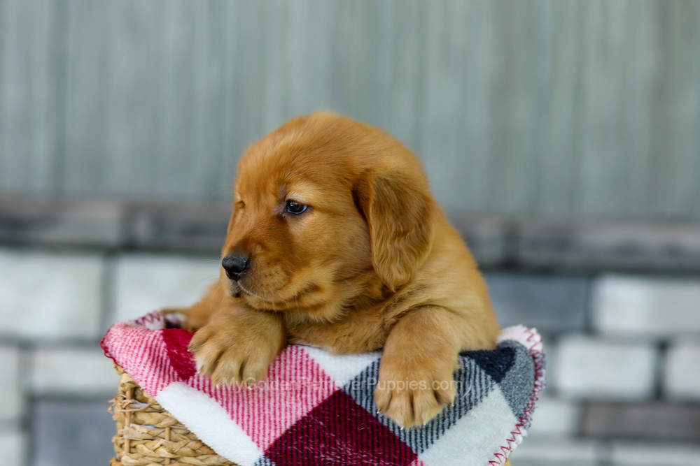 Flash Image of Flash, a Golden Retriever puppy