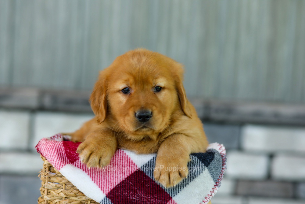 Flash Image of Flash, a Golden Retriever puppy