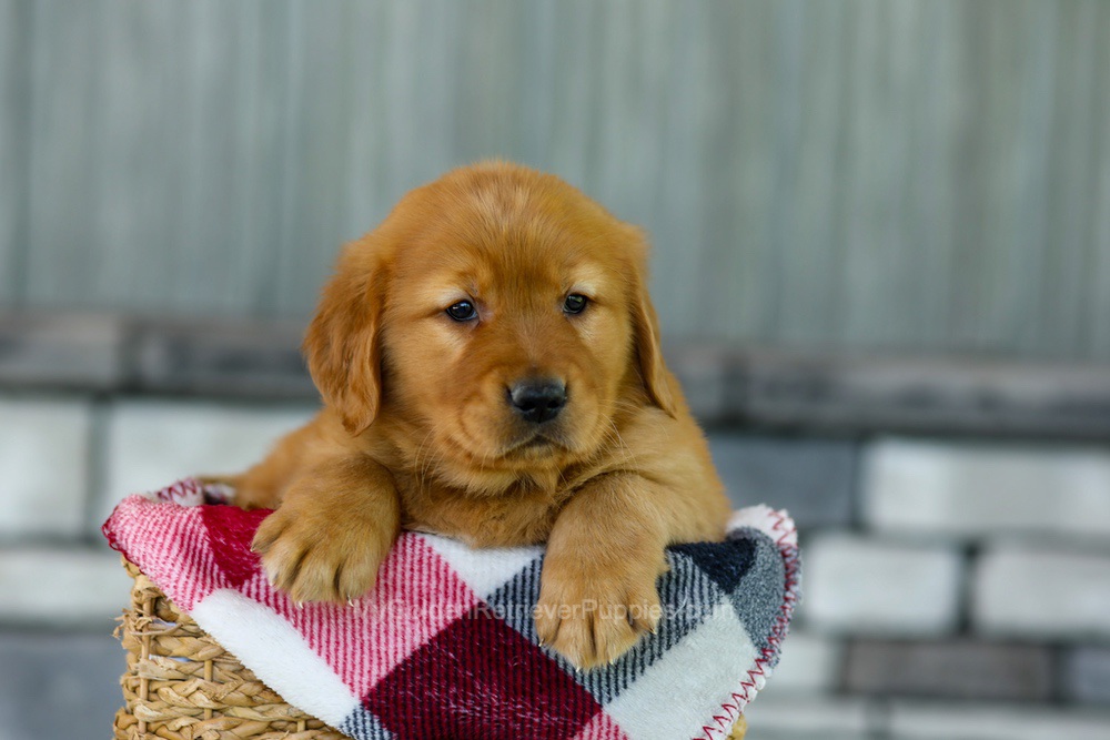 Flash Image of Flash, a Golden Retriever puppy