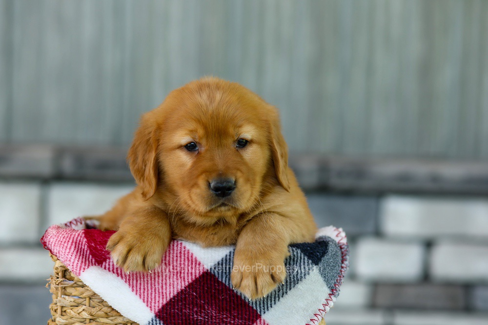 Flash Image of Flash, a Golden Retriever puppy