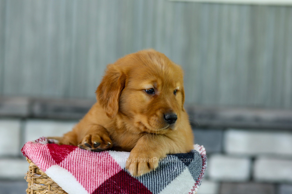 Flash Image of Flash, a Golden Retriever puppy