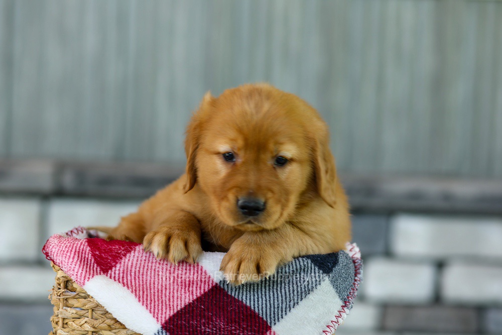 Flash Image of Flash, a Golden Retriever puppy