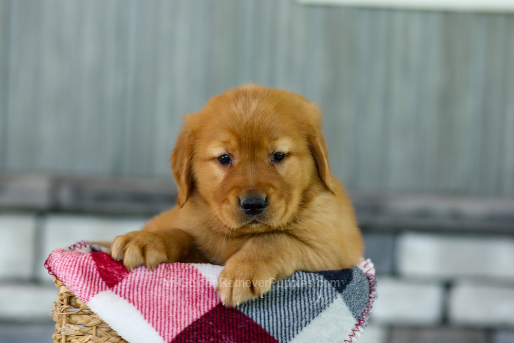 Flash Image of Flash, a Golden Retriever puppy