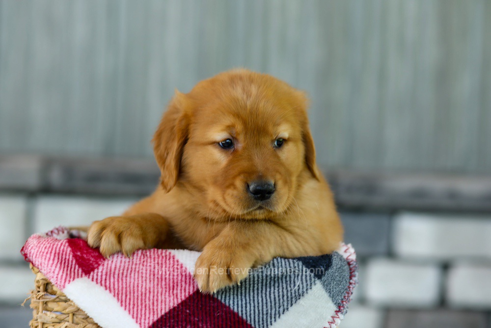 Flash Image of Flash, a Golden Retriever puppy