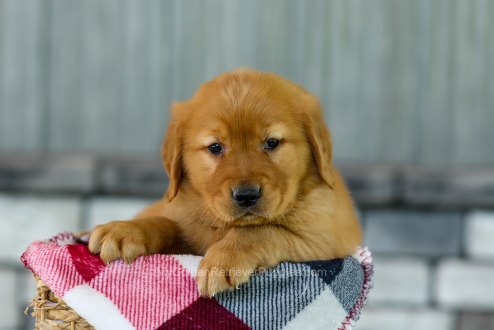 Flash Image of Flash, a Golden Retriever puppy