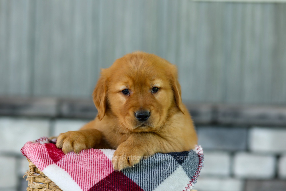 Flash Image of Flash, a Golden Retriever puppy