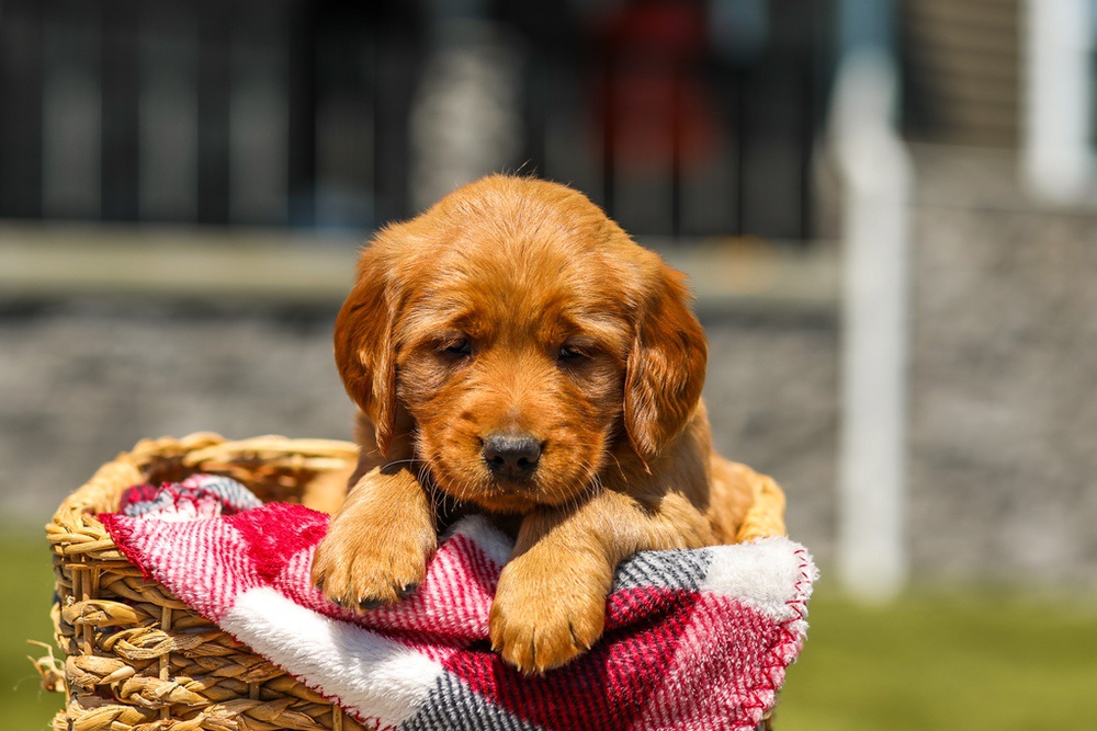 Ginger Image of Ginger, a Golden Retriever puppy
