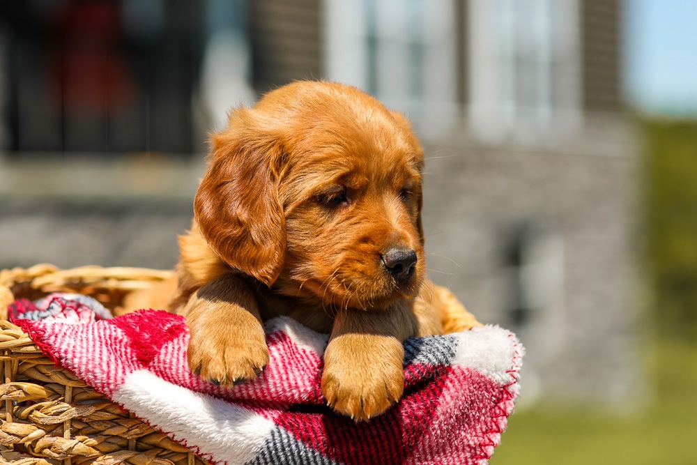 Ginger Image of Ginger, a Golden Retriever puppy