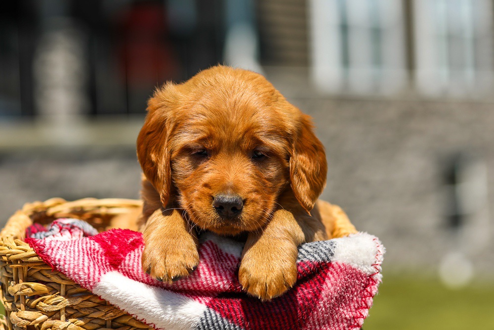 Ginger Image of Ginger, a Golden Retriever puppy