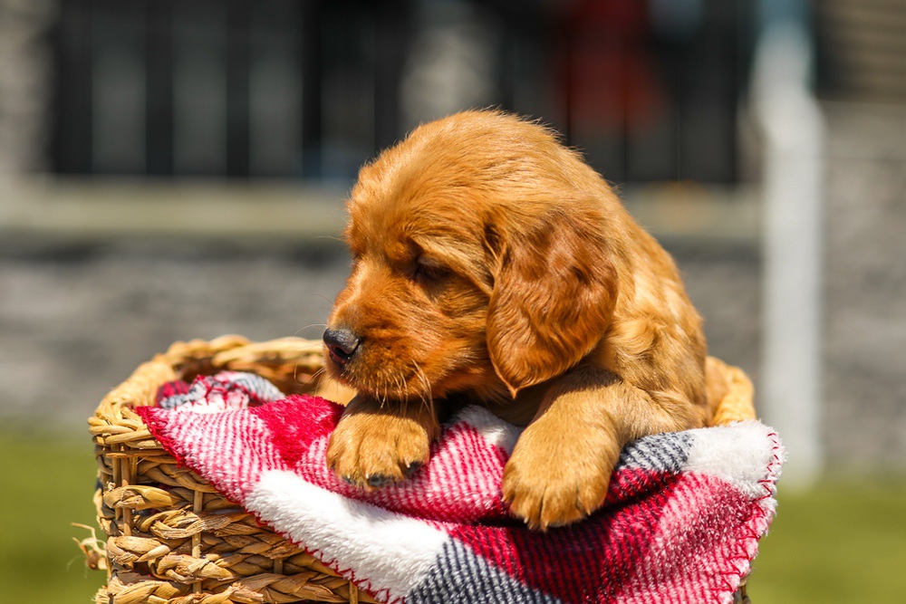 Ginger Image of Ginger, a Golden Retriever puppy