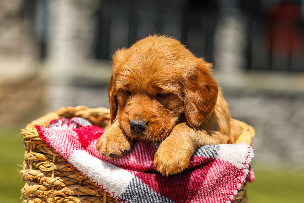 Ginger Image of Ginger, a Golden Retriever puppy