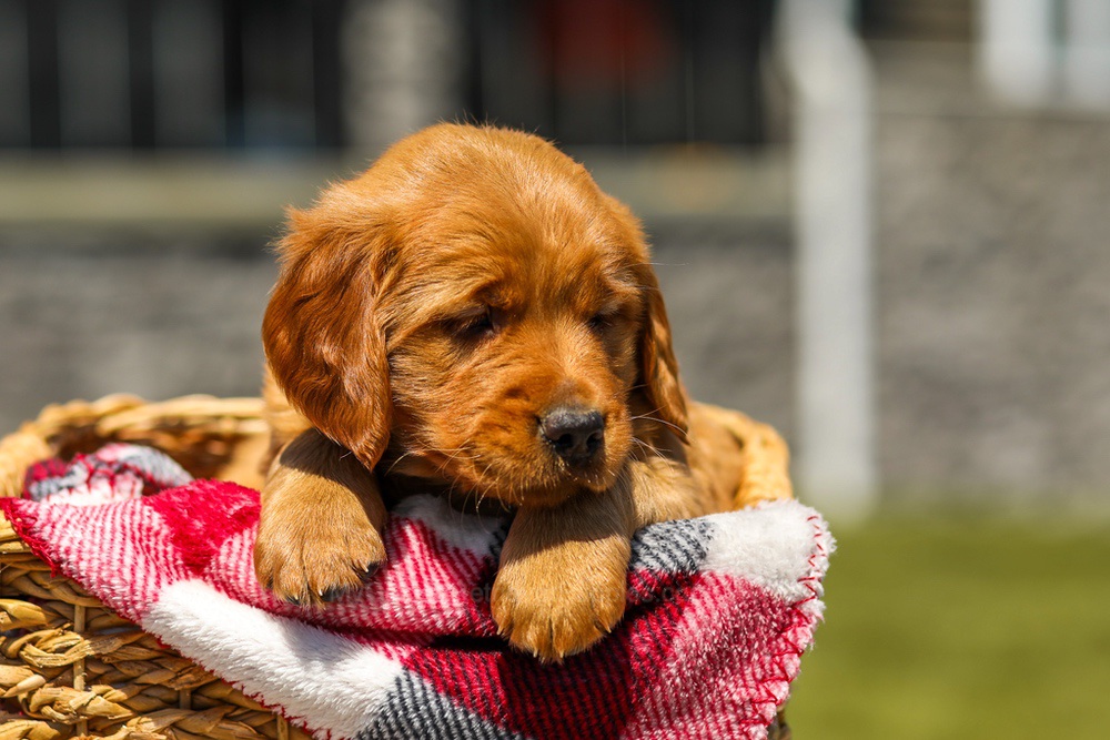 Ginger Image of Ginger, a Golden Retriever puppy
