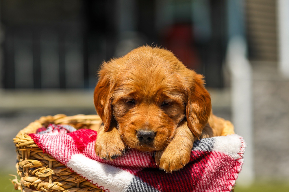 Ginger Image of Ginger, a Golden Retriever puppy