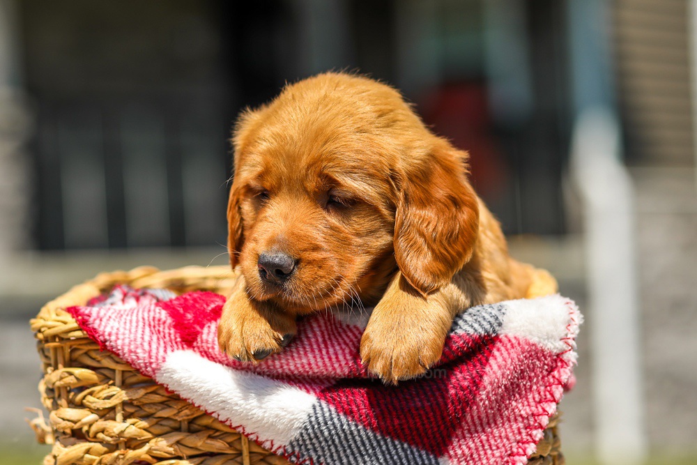 Ginger Image of Ginger, a Golden Retriever puppy