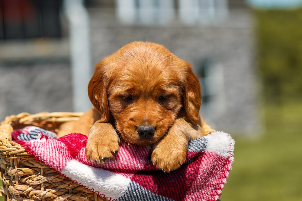 Ginger Image of Ginger, a Golden Retriever puppy