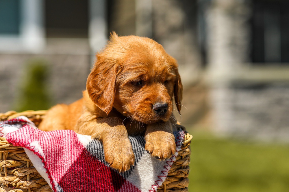 Ginger Image of Ginger, a Golden Retriever puppy