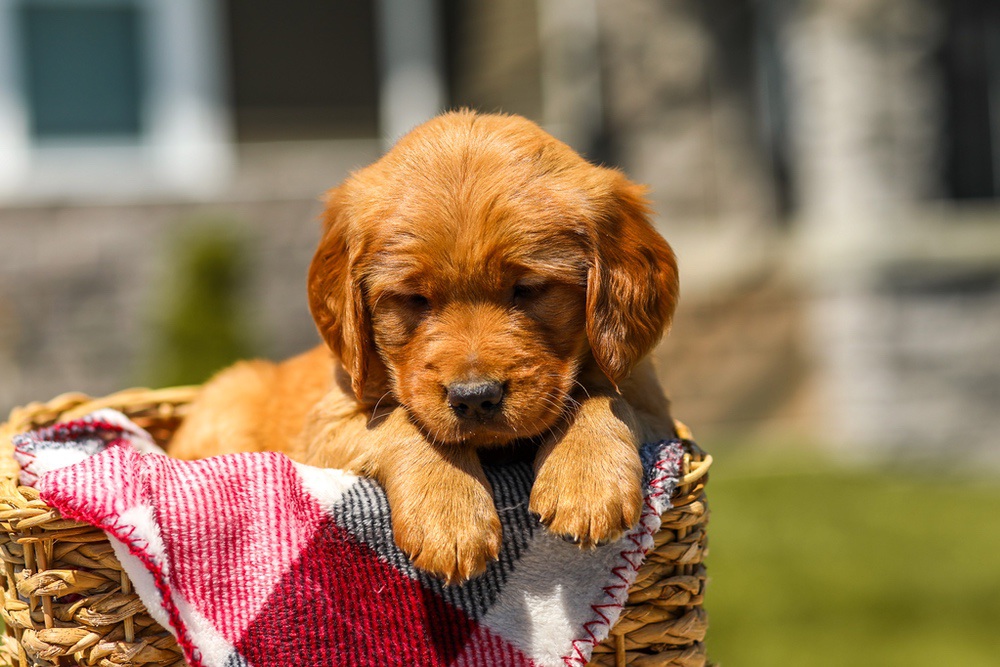 Ginger Image of Ginger, a Golden Retriever puppy