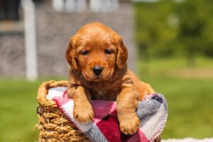 Image of Gloria, a Golden Retriever puppy